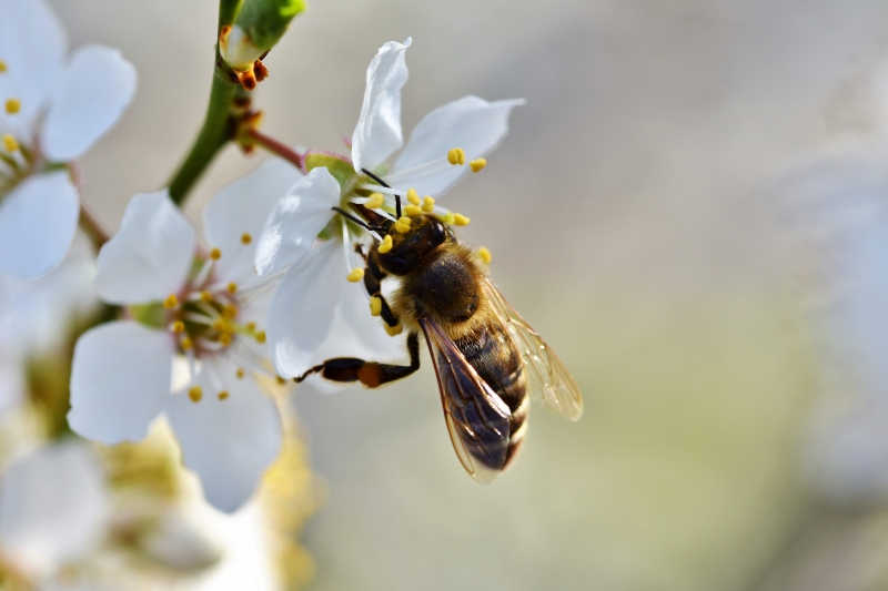 jardinerie-TOUET DE L ESCARENE-min_bee-4092986